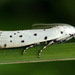 Thistle Ermine - Photo (c) Andrey Ponomarev, some rights reserved (CC BY-NC), uploaded by Andrey Ponomarev