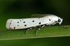 Thistle Ermine - Photo (c) Andrey Ponomarev, some rights reserved (CC BY-NC), uploaded by Andrey Ponomarev