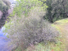 Cercocarpus betuloides betuloides