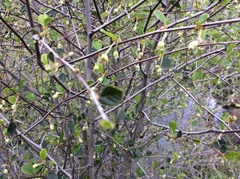 Cercocarpus betuloides betuloides