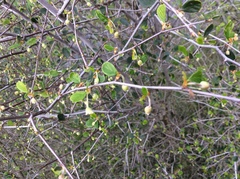 Cercocarpus betuloides betuloides