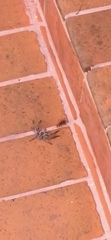 Polybetes pythagoricus