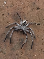 Polybetes pythagoricus