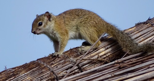 Smith's Bush Squirrel, photo 7 of 8