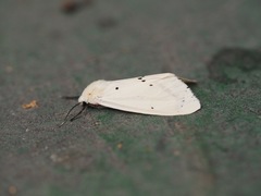 Spilarctia subcarnea