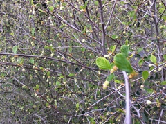 Cercocarpus betuloides betuloides