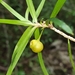 Dracaena reflexa occidentalis - Photo (c) feno, some rights reserved (CC BY-NC), uploaded by feno
