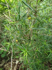 Dracaena reflexa var. occidentalis image