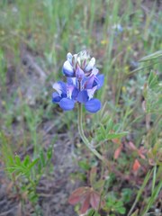 Lupinus nanus