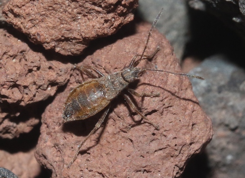 Nysius wekiuicola, 2023-07-23