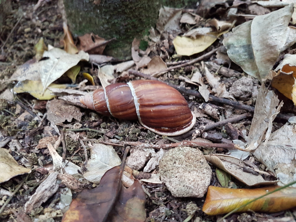 Flax Snail