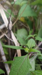 Coccinella leonina