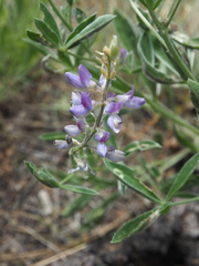 Lupinus leucophyllus
