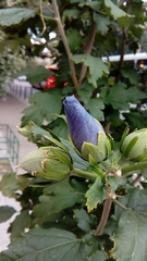 Hibiscus syriacus
