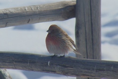 Carpodacus roseus
