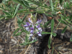 Lupinus leucophyllus