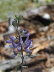Lupinus leucophyllus