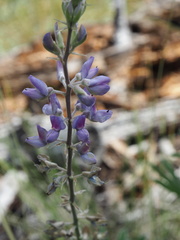 Lupinus leucophyllus