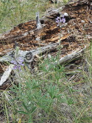 Lupinus leucophyllus
