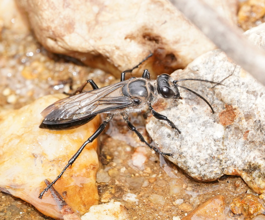 Sphex luctuosus