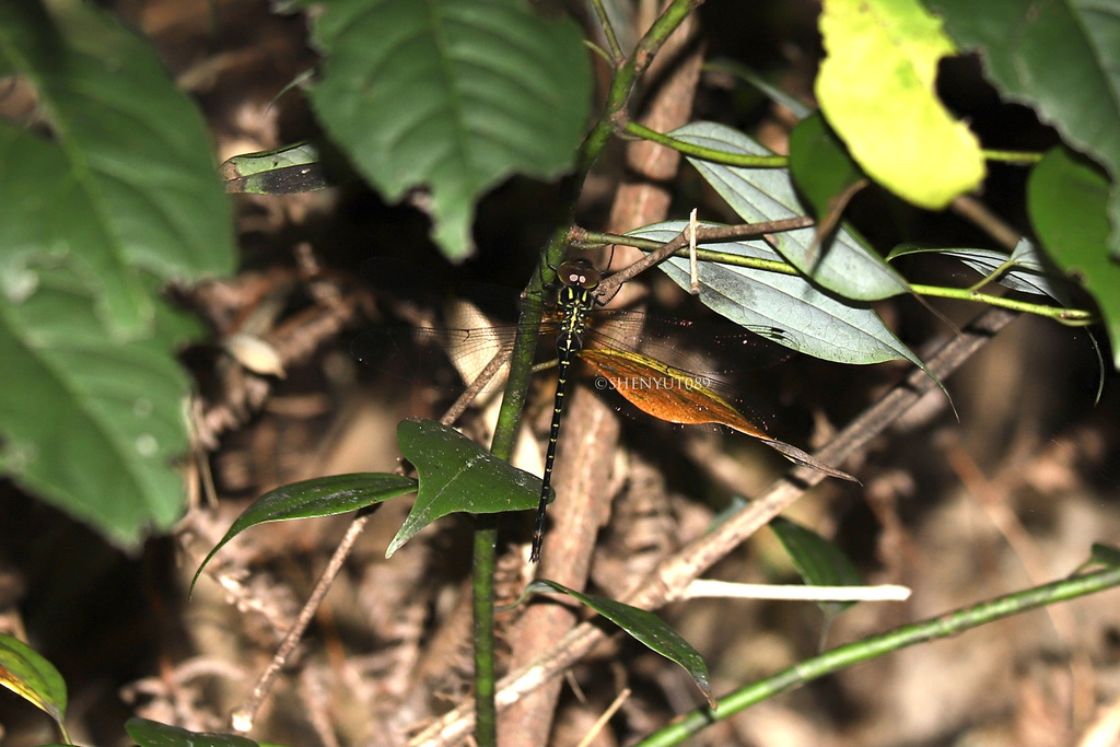 Periaeschna zhangzhouensis