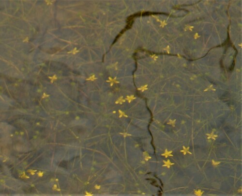 Ranunculus reptans iNat (1)