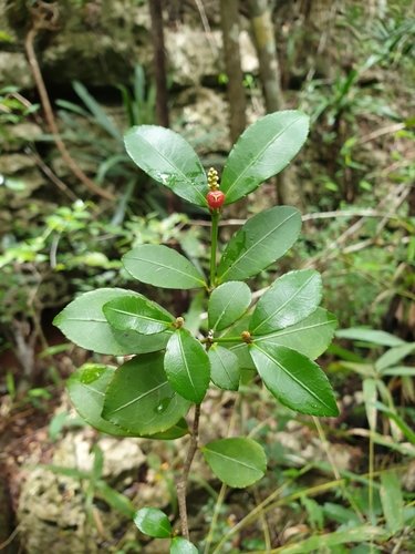 Excoecaria madagascariensis