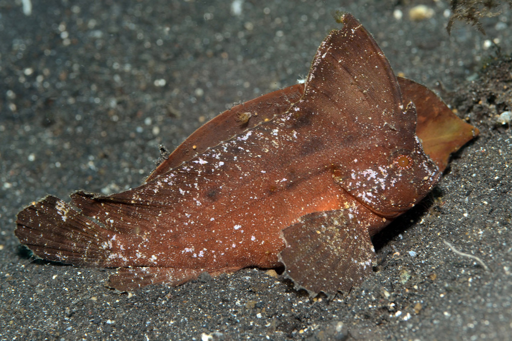 Spiny leaf-fish (Ablabys macracanthus) — Tetrarogidae