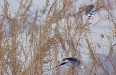 Pyrrhula pyrrhula cineracea