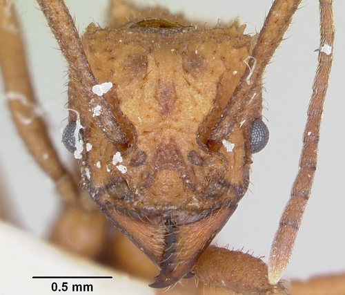 Trachymyrmex nogalensisTrachymyrmex nogalensis