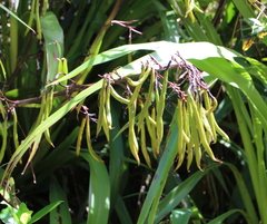 Phormium cookianum hookeri