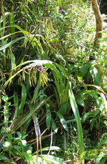 Phormium cookianum hookeri