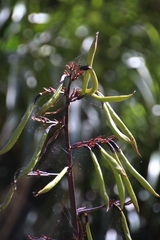 Phormium cookianum hookeri