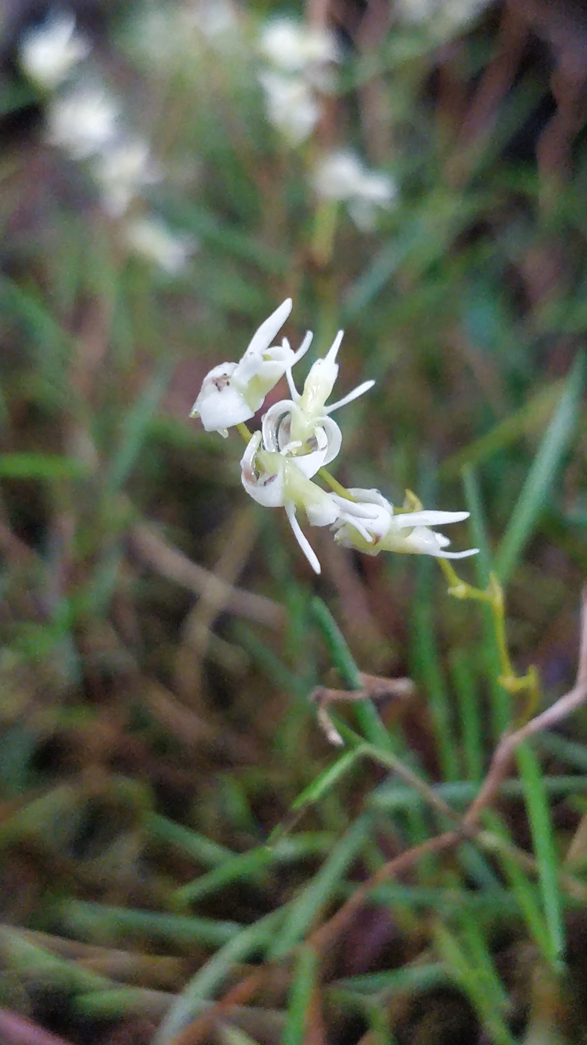 Epidendrum muscicola Schltr.