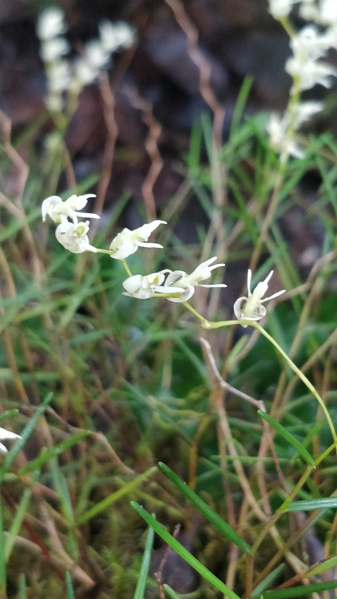 Epidendrum muscicola Schltr. 2