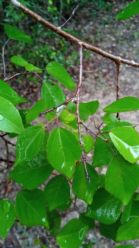 Grewia baillonii