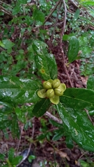 Tetracera