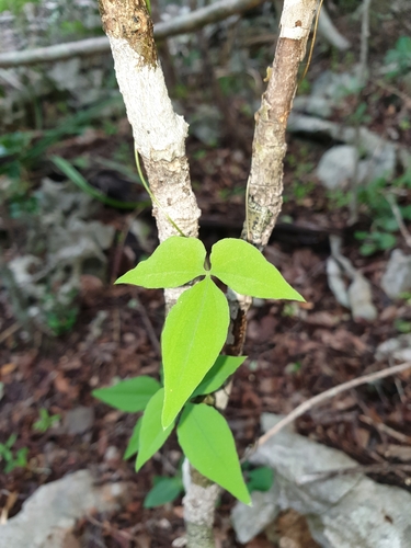 Dioscorea bemarivensis