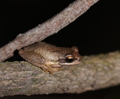 Pelodryadidae