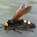 Mammoth and Giant Scoliid Wasps - Photo (c) Urs Taeger, some rights reserved (CC BY-NC-ND), uploaded by Urs Taeger