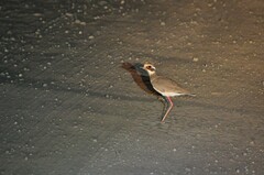 Bronze-Winged Courser photo 2