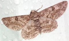 Cleora repulsaria
