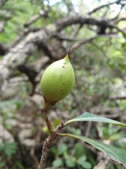 Capurodendron