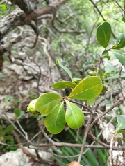 Capurodendron