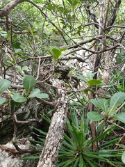 Capurodendron