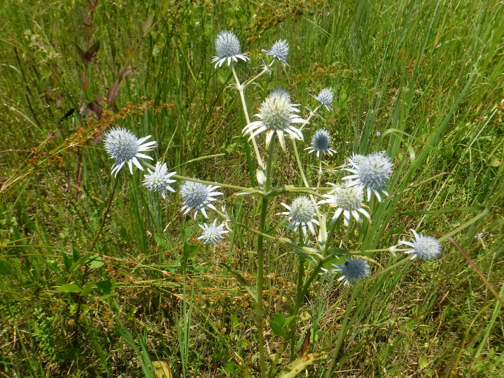 Marsh Rattlesnake Master from Polk County, FL, USA on August 2, 2021 at