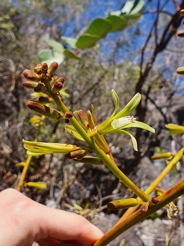 Homalolepis trichilioides (Homalolepis trichilioides)