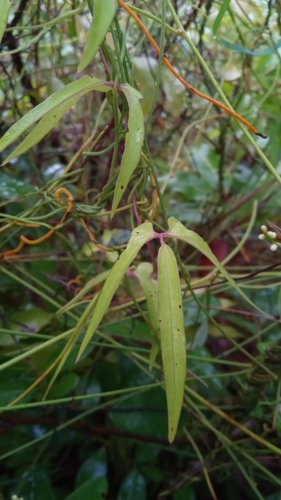 Dioscorea bemarivensis