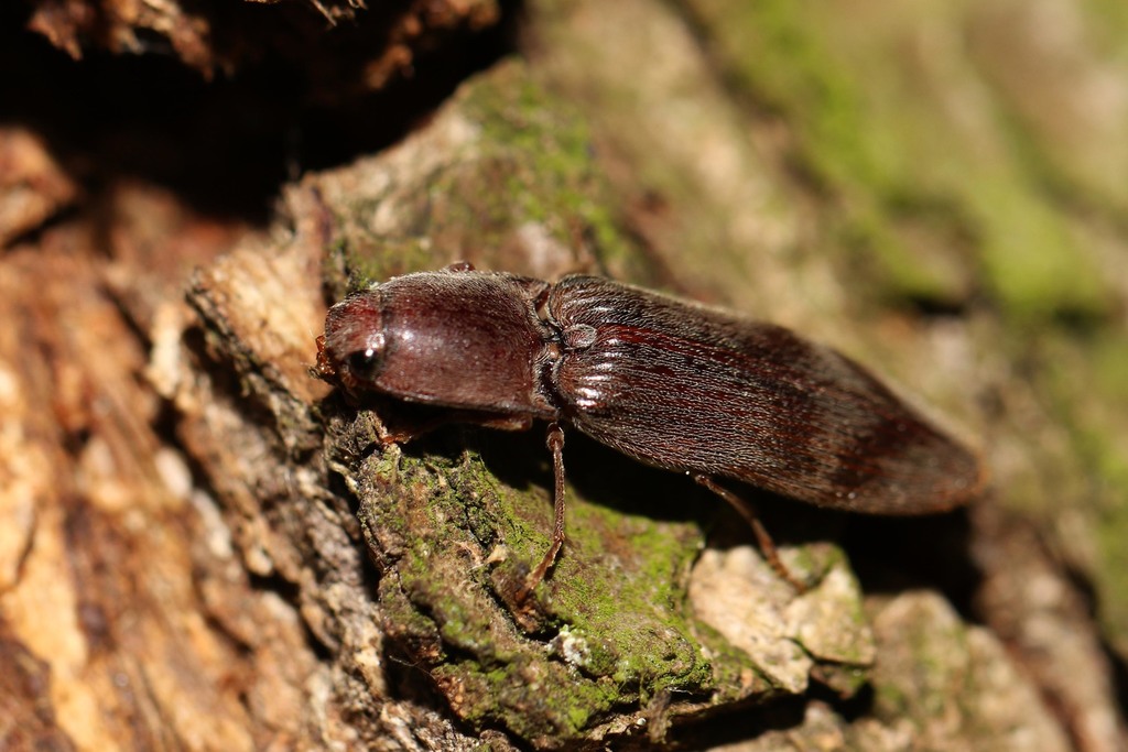 Stenagostus
