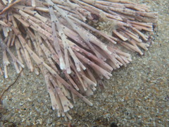 Amphiroa anceps